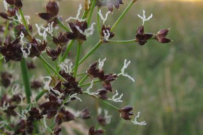 Juncus acutiflorus