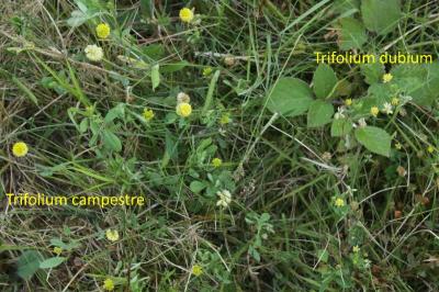 Trifolium campestre