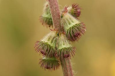 Agrimonia eupatoria