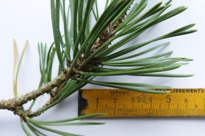 Pinus sylvestris