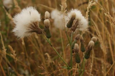 Cirsium arvense