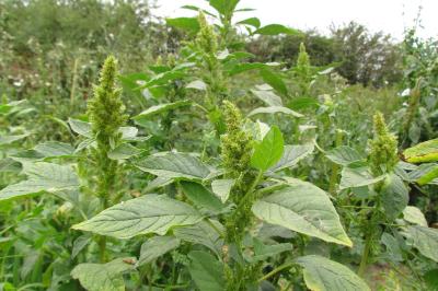 Amaranthus hybridus