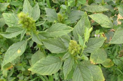 Amaranthus hybridus