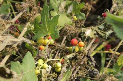 Bryonia dioica