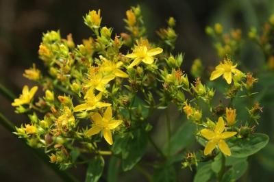 Hypericum tetrapterum