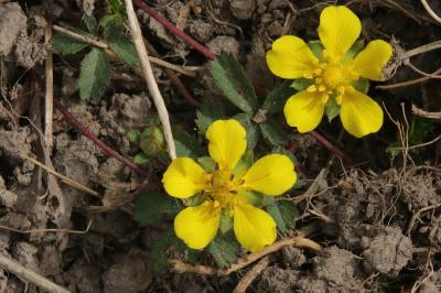 Potentilla reptans