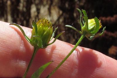 Bidens frondosa