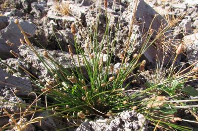 Eleocharis ovata