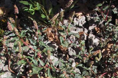 Persicaria lapathifolia