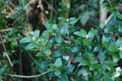Buxus sempervirens