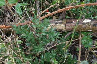 Ruscus aculeatus