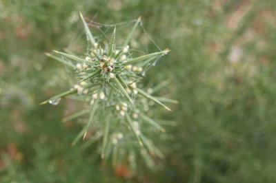 Ulex europaeus