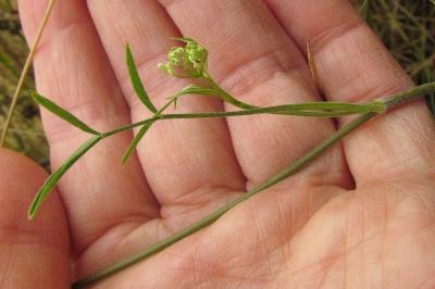Pimpinella saxifraga