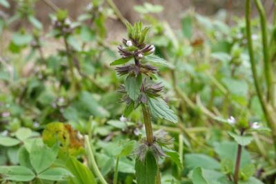Stachys arvensis