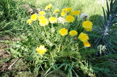 Taraxacum officinale