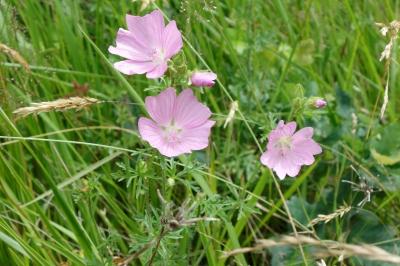 Malva moschata