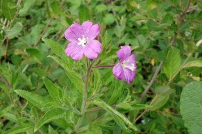 Epilobium hirsutum