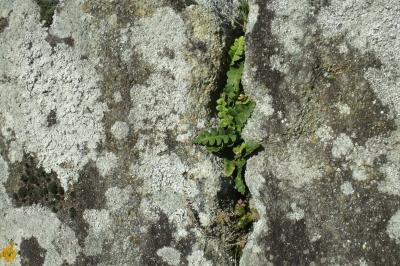 Asplenium ceterach