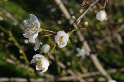 Prunus spinosa