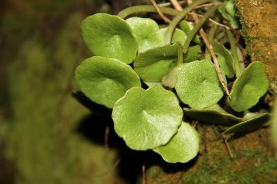 Umbilicus rupestris
