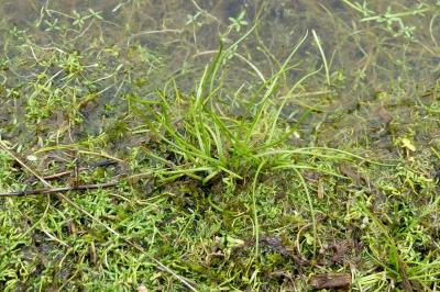 Isoetes tenuissima