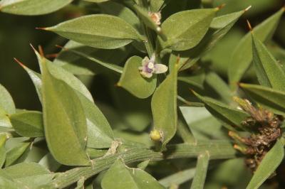 Ruscus aculeatus