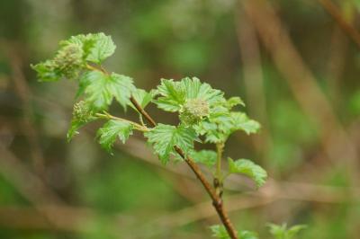 Viburnum opulus