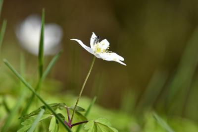Anemone nemorosa