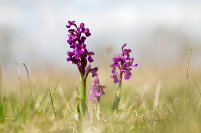 Anacamptis morio