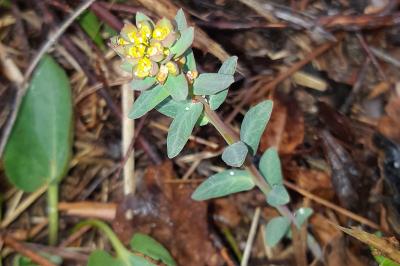 Euphorbia flavicoma