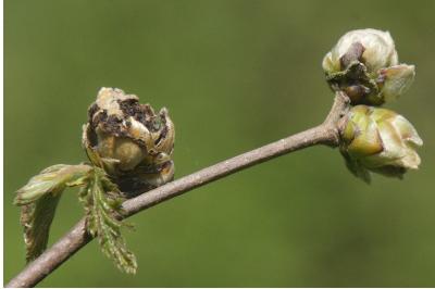 Corylus avellana