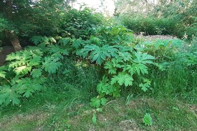 Heracleum mantegazzianum