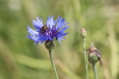 Cyanus segetum