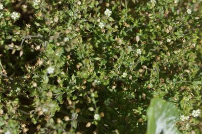 Arenaria serpyllifolia