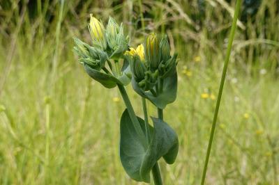 Blackstonia perfoliata