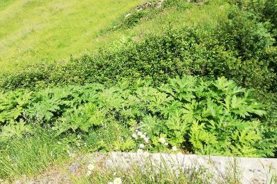 Heracleum mantegazzianum