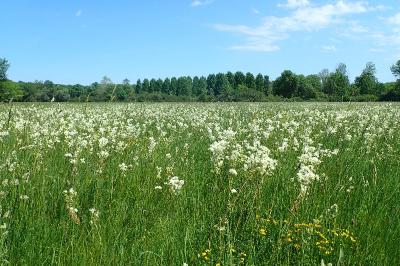 Filipendula vulgaris