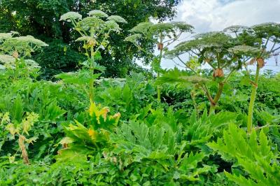 Heracleum mantegazzianum