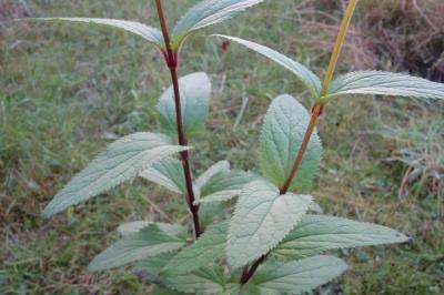 Scrophularia nodosa
