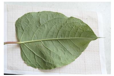 Reynoutria japonica