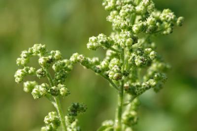 Chenopodium album