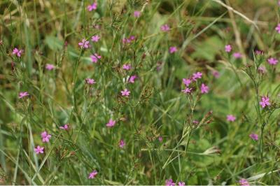 Dianthus armeria