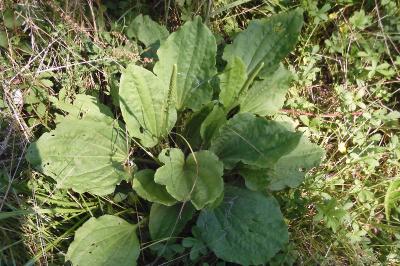 Plantago major