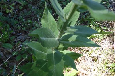 Verbascum lychnitis