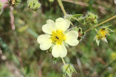 Potentilla recta