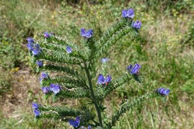 Echium vulgare