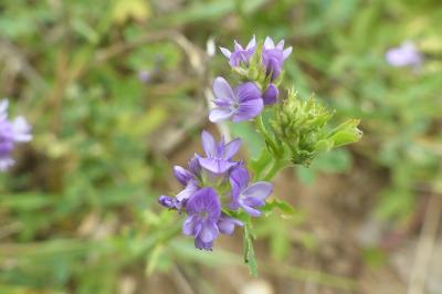 Medicago sativa