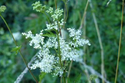 Filipendula ulmaria