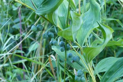 Polygonatum multiflorum