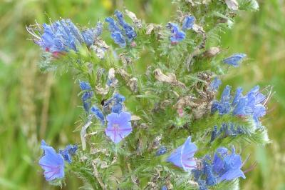 Echium vulgare